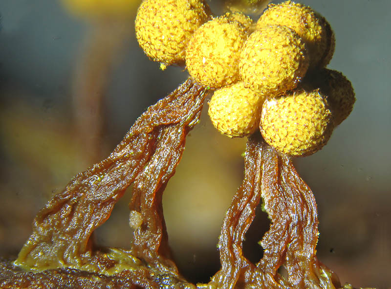 Cribraria aurantiaca?